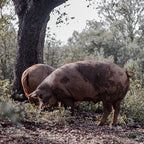 Jamón Bellota ROOSTIQ (Pieza)
