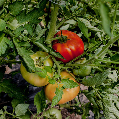 Tomate ecológico 38